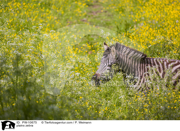 Steppenzebra / plains zebra / PW-10675