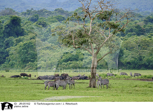 Steppenzebras / plains zebra / JR-05162