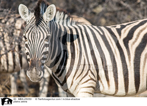 plains zebra / MBS-25050