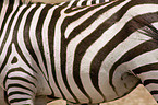 plains zebra