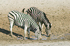 drinking plains zebras