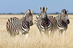 plains zebras