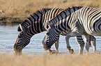 plains zebras