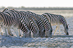 plains zebras