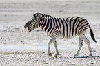 plains zebra