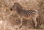 plains zebra