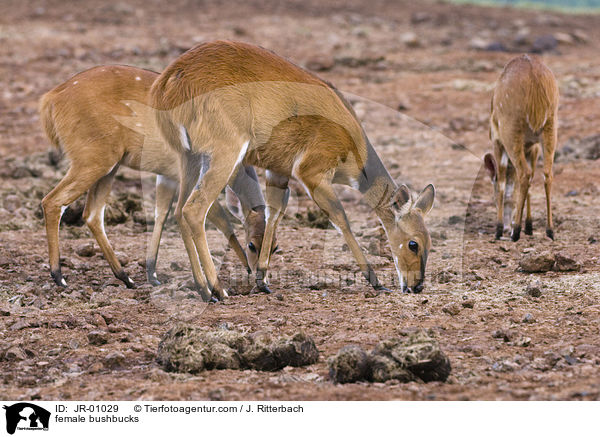 weibliche Buschbcke / female bushbucks / JR-01029