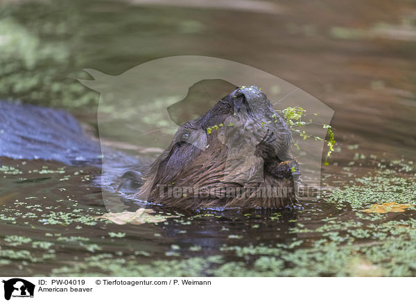 American beaver / PW-04019