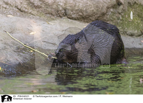 Kanadischer Biber / American beaver / PW-04021