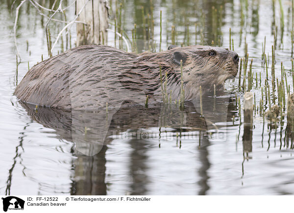 Kanadischer Biber / Canadian beaver / FF-12522