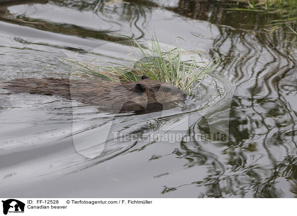 Kanadischer Biber / Canadian beaver / FF-12528