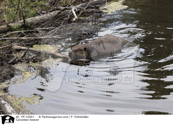 Kanadischer Biber / Canadian beaver / FF-12541