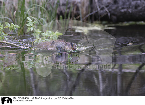 Kanadischer Biber / Canadian beaver / FF-12550