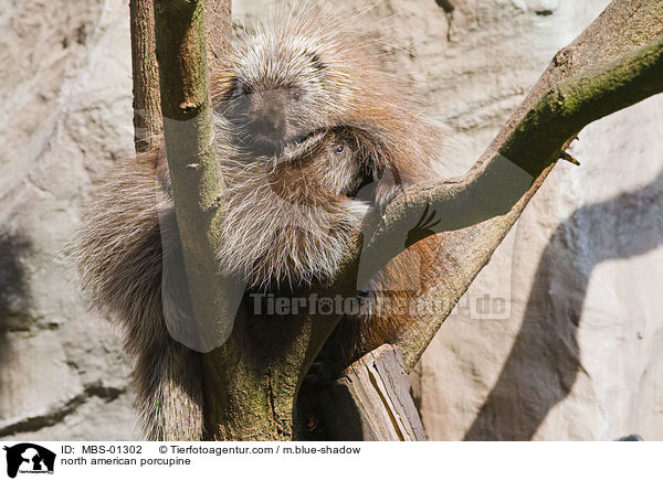 north american porcupine / MBS-01302