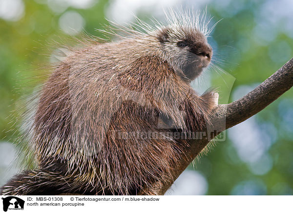 north american porcupine / MBS-01308