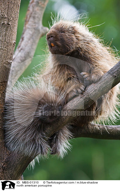 north american porcupine / MBS-01310