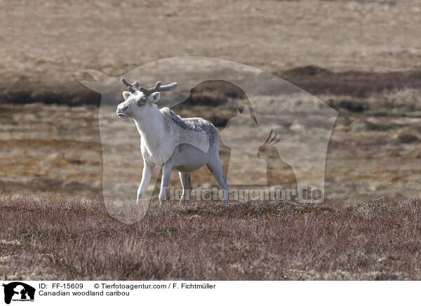 Kanadisches Waldkaribu / Canadian woodland caribou / FF-15609