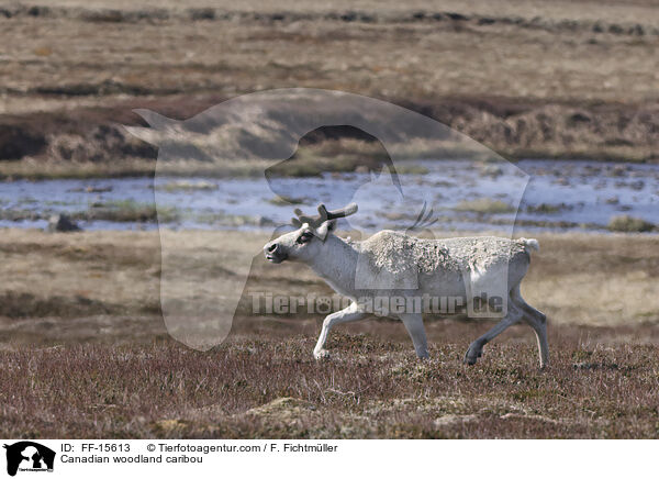 Kanadisches Waldkaribu / Canadian woodland caribou / FF-15613