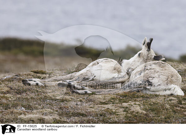 Kanadisches Waldkaribu / Canadian woodland caribou / FF-15625