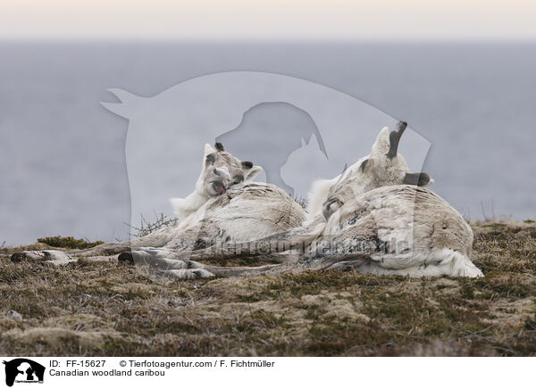 Kanadisches Waldkaribu / Canadian woodland caribou / FF-15627