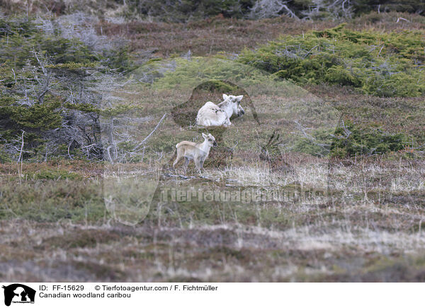 Kanadisches Waldkaribu / Canadian woodland caribou / FF-15629