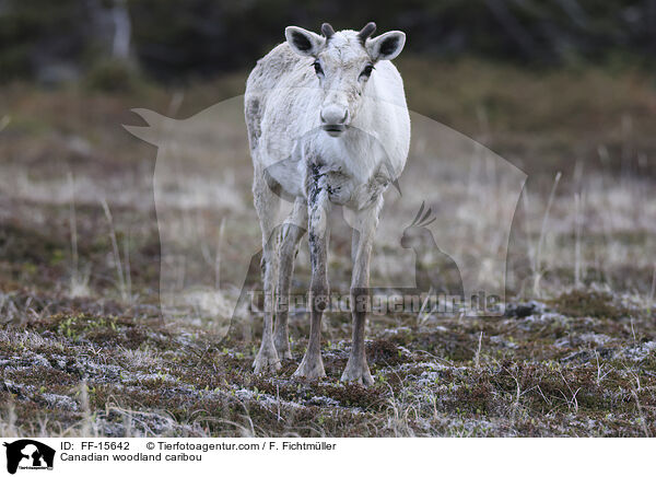 Kanadisches Waldkaribu / Canadian woodland caribou / FF-15642