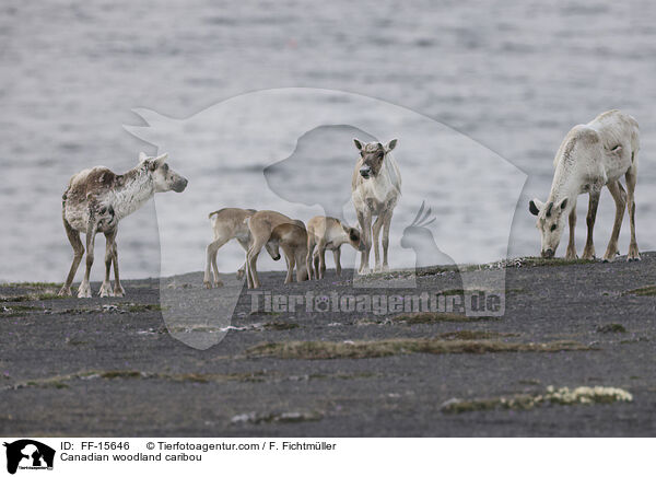 Kanadisches Waldkaribu / Canadian woodland caribou / FF-15646