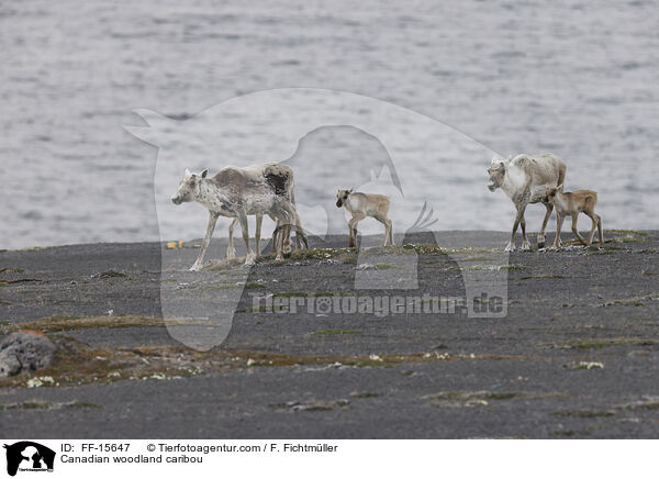 Kanadisches Waldkaribu / Canadian woodland caribou / FF-15647