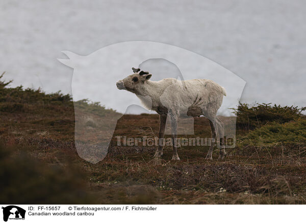 Kanadisches Waldkaribu / Canadian woodland caribou / FF-15657