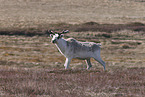 Canadian woodland caribou