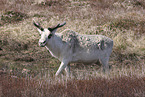 Canadian woodland caribou