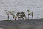 Canadian woodland caribou