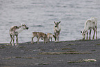 Canadian woodland caribou