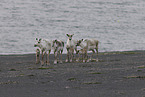 Canadian woodland caribou