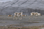 Canadian woodland caribou