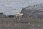 Canadian woodland caribou