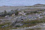 Canadian woodland caribou