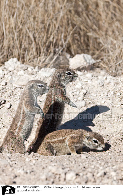 Kap-Borstenhrnchen / ground squirrels / MBS-06025