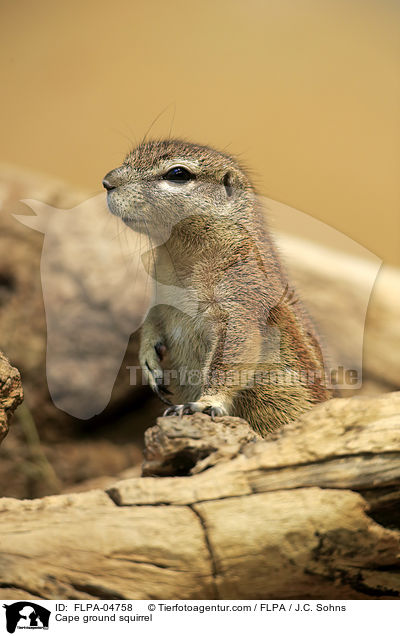 Cape ground squirrel / FLPA-04758