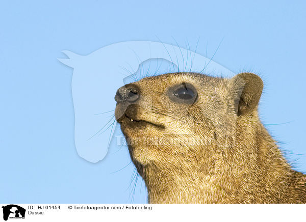 Dassie / HJ-01454