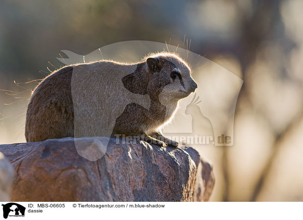 dassie / MBS-06605