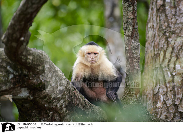 Kapuzineraffe / capuchin monkey / JR-05508