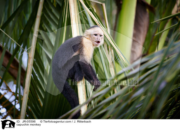 capuchin monkey / JR-05596