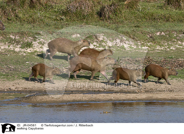 laufende Wasserschweine / walking Capybaras / JR-04581