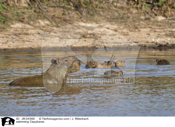 schwimmende Wasserschweine / swimming Capybaras / JR-04589
