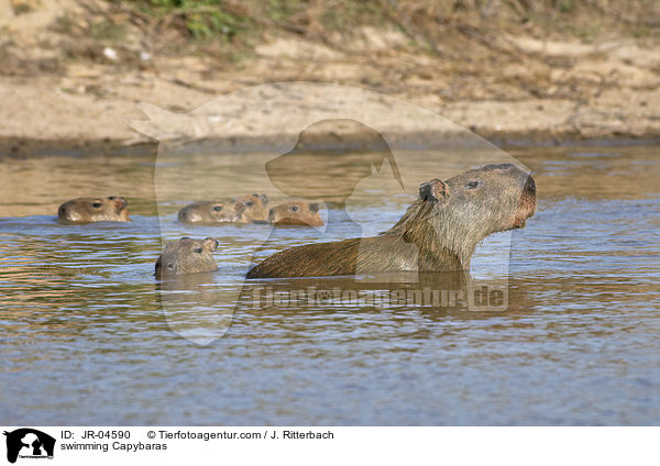 schwimmende Wasserschweine / swimming Capybaras / JR-04590