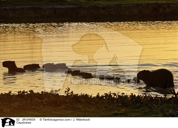 Wasserschweine / Capybaras / JR-04609