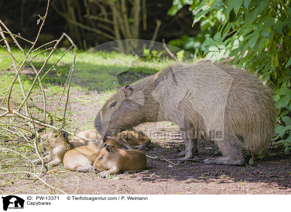 Capybaras / PW-13371