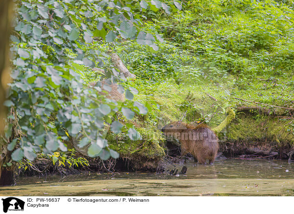 Capybara / PW-16637