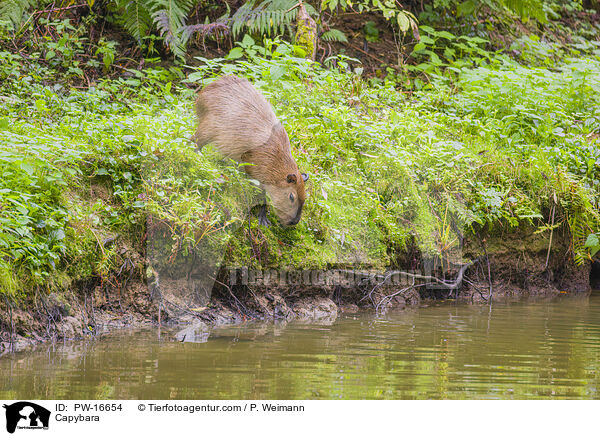 Wasserschwein / Capybara / PW-16654